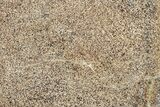 Polished Dinosaur Bone (Gembone) Slab - Morocco #349639-1